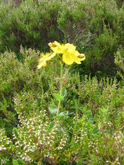 Hypericum richeri burseri