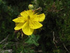 Hypericum richeri burseri