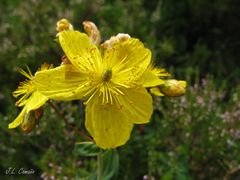 Hypericum richeri burseri