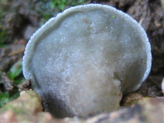 Campanella caesia