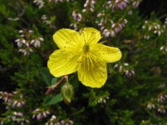 Hypericum richeri burseri