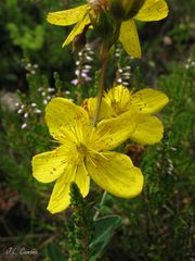 Hypericum richeri burseri