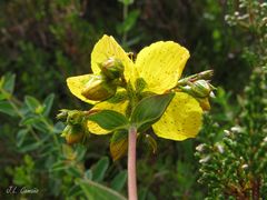 Hypericum richeri burseri