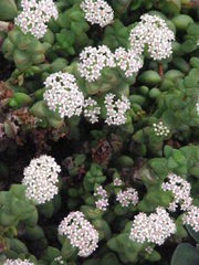 Crassula brevifolia