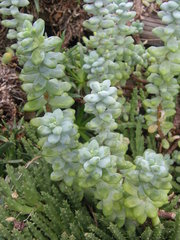 Sedum treleasei