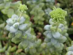 Sedum treleasei