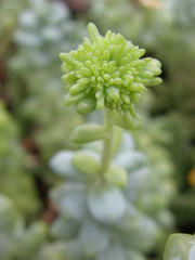 Sedum treleasei