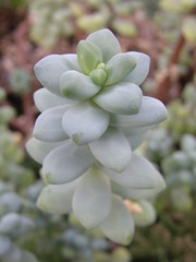 Sedum treleasei