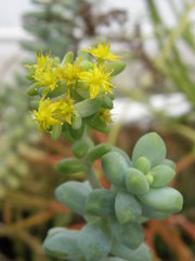 Sedum treleasei