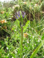 Phyteuma hemisphaericum