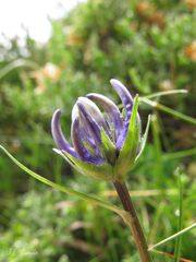 Phyteuma hemisphaericum