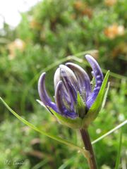 Phyteuma hemisphaericum