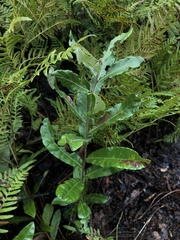 Quercus pumila
