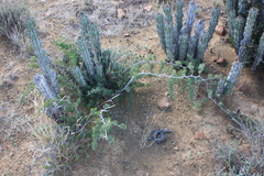 Asparagus crassicladus