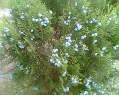 Platycladus orientalis