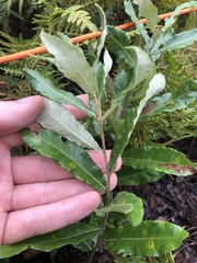 Quercus pumila