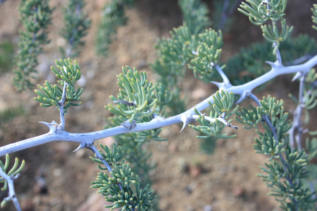 Thick-stem Asparagus
