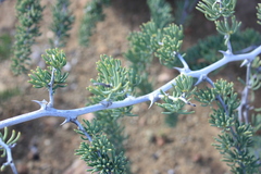 Asparagus crassicladus