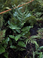 Quercus pumila