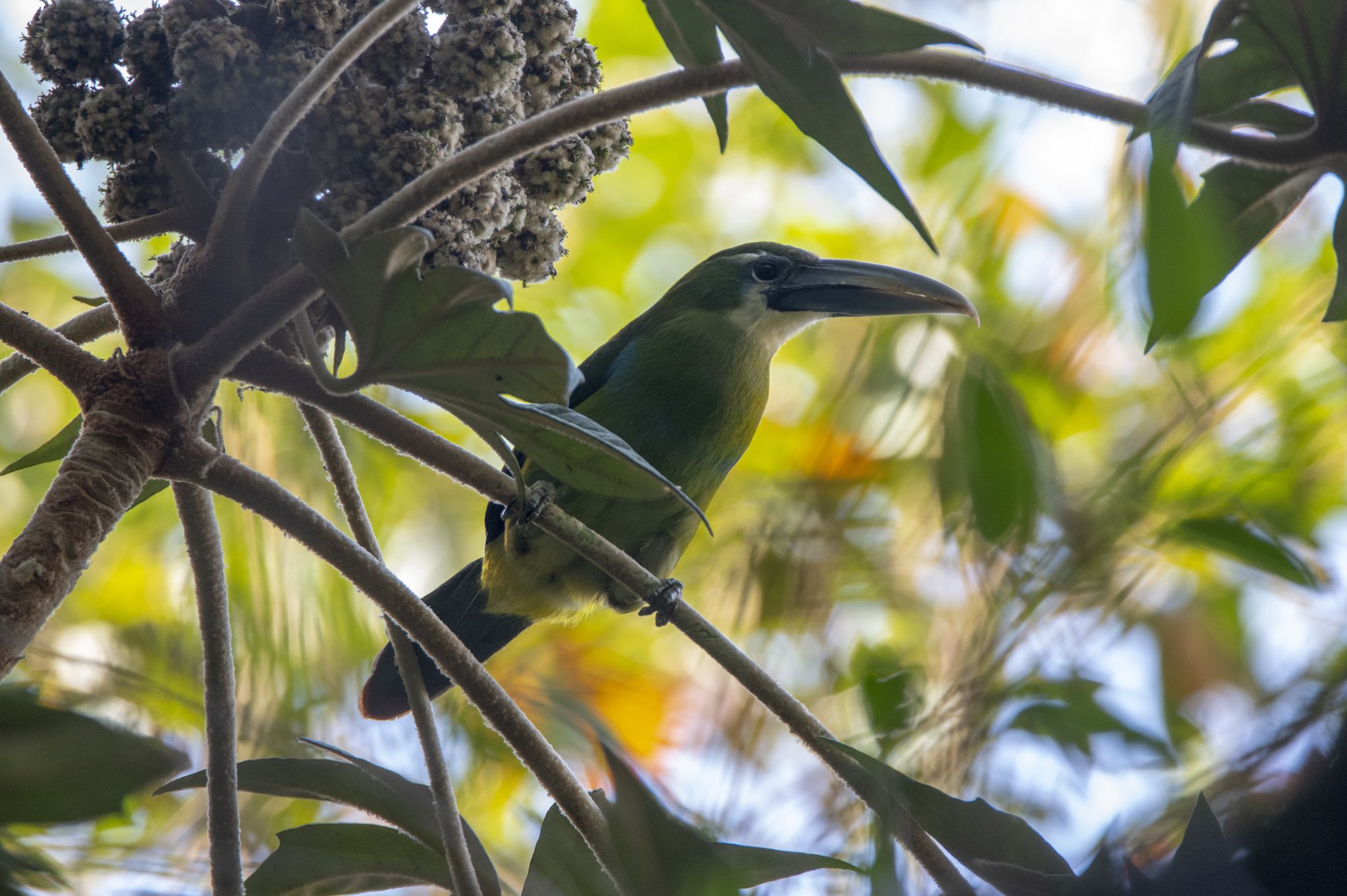 Blue-banded Toucanet illustration