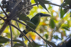 Aulacorhynchus coeruleicinctis