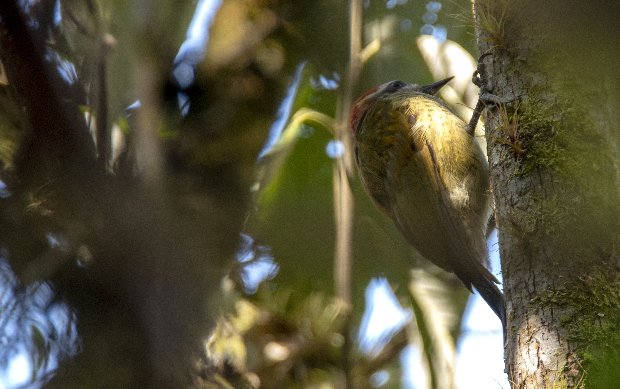 Yellow-vented Woodpecker (Veniliornis dignus), photo 9