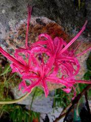 Nerine sarniensis