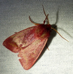 Psectraglaea carnosa