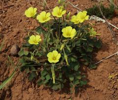Oxalis pes-caprae pes-caprae