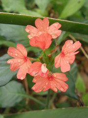 Crossandra nilotica