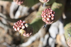 Euphorbia esculenta