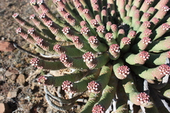 Euphorbia esculenta