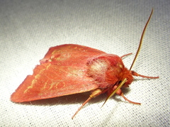 Psectraglaea carnosa