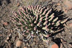 Euphorbia esculenta