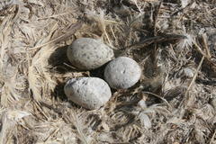 Larus dominicanus vetula