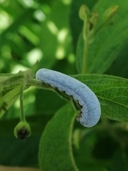 Monostegia abdominalis