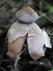 Geastrum fornicatum