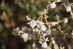 Dissocarpus fontinalis