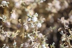 Dissocarpus fontinalis