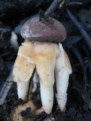 Geastrum fornicatum