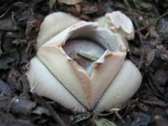 Geastrum fornicatum