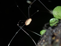 Pseudogagrella splendens