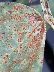 Uromyces appendiculatus