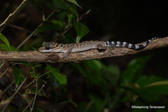 Cyrtodactylus zebraicus