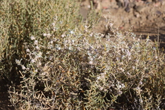 Dissocarpus fontinalis