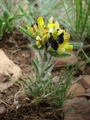 Leobordea foliosa