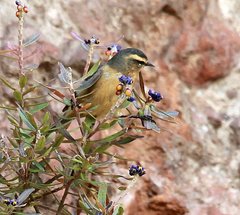 Conirostrum cinereum