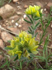 Leobordea foliosa