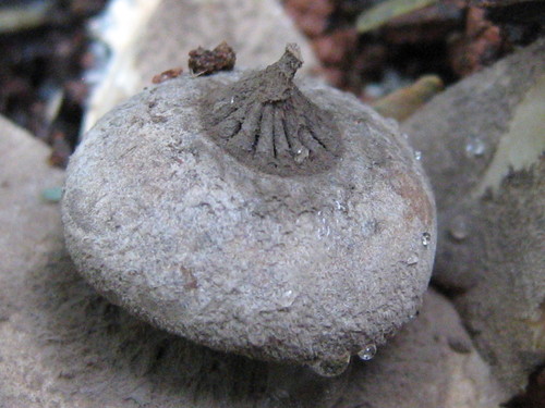 Beaked Earthstar