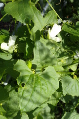 Cyclanthera brachystachya